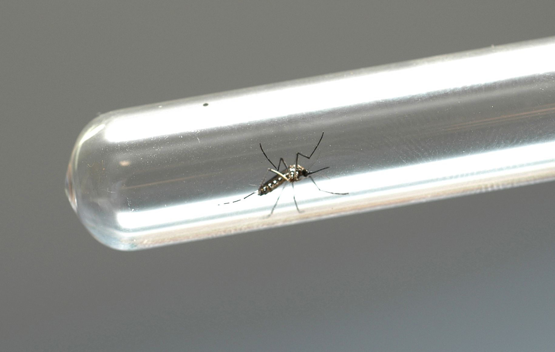 Foto do mosquito Aedes aegypti dentro de um tubo de ensaio.